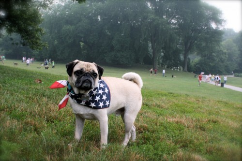 PUG SLOPE » Blog Archive » Celebrating Pug-dependence Day!