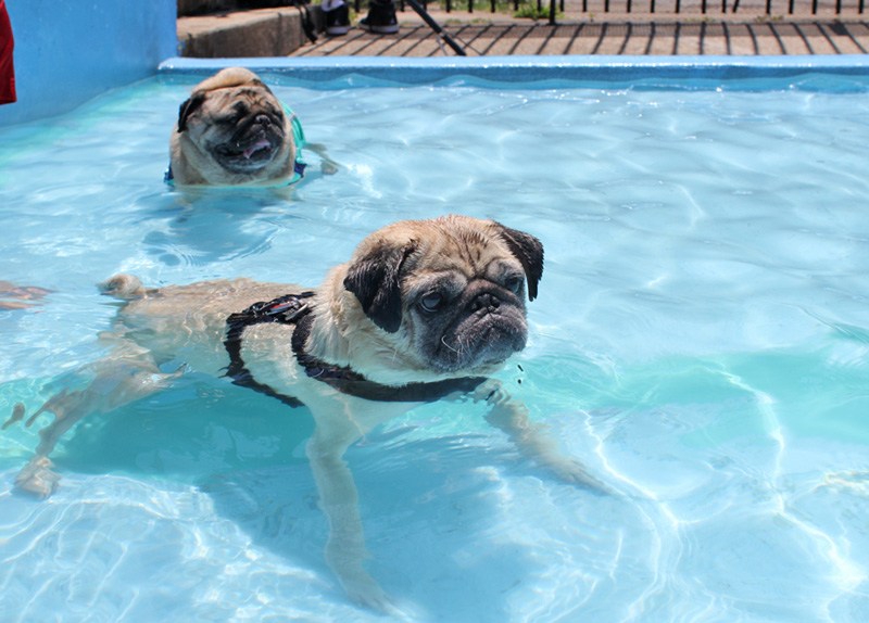 Pets alive мопс. Pug swimming. Gif Pug Pool.